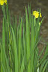 Paleyellow iris